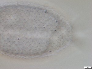  ( - GA_6.7)  @11 [ ] Copyright (2016) Malgorzata Kolicka Department of Animal Taxonomy and Ecology; Adam Mickiewicz University, Poznan