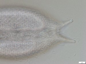  ( - GA_6.7)  @11 [ ] Copyright (2016) Malgorzata Kolicka Department of Animal Taxonomy and Ecology; Adam Mickiewicz University, Poznan