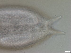  (Aspidiophorus sp. nov - GA_6.7)  @11 [ ] Copyright (2016) Malgorzata Kolicka Department of Animal Taxonomy and Ecology; Adam Mickiewicz University, Poznan