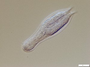  ( - GA_6.7)  @11 [ ] Copyright (2016) Malgorzata Kolicka Department of Animal Taxonomy and Ecology; Adam Mickiewicz University, Poznan