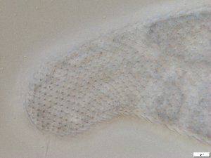  ( - GA_6.7)  @11 [ ] Copyright (2016) Malgorzata Kolicka Department of Animal Taxonomy and Ecology; Adam Mickiewicz University, Poznan