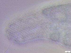  ( - GA_6.7)  @11 [ ] Copyright (2016) Malgorzata Kolicka Department of Animal Taxonomy and Ecology; Adam Mickiewicz University, Poznan