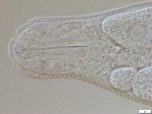  ( - GA_6.7)  @11 [ ] Copyright (2016) Malgorzata Kolicka Department of Animal Taxonomy and Ecology; Adam Mickiewicz University, Poznan