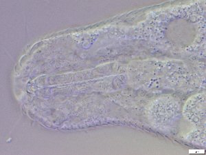  ( - GA_6.7)  @11 [ ] Copyright (2016) Malgorzata Kolicka Department of Animal Taxonomy and Ecology; Adam Mickiewicz University, Poznan