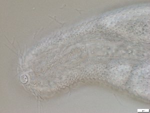  ( - GA_6.7)  @11 [ ] Copyright (2016) Malgorzata Kolicka Department of Animal Taxonomy and Ecology; Adam Mickiewicz University, Poznan