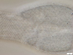  ( - GA_6.7)  @11 [ ] Copyright (2016) Malgorzata Kolicka Department of Animal Taxonomy and Ecology; Adam Mickiewicz University, Poznan