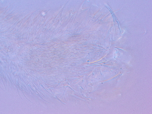  ( - HA_1.9)  @11 [ ] CreativeCommons  Attribution Non-Commercial (2016) Malgorzata Kolicka Department of Animal Taxonomy and Ecology Adam Mickiewicz University Poznan