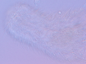  ( - HA_1.9)  @11 [ ] CreativeCommons  Attribution Non-Commercial (2016) Malgorzata Kolicka Department of Animal Taxonomy and Ecology Adam Mickiewicz University Poznan