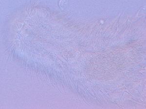  ( - HA_1.9)  @11 [ ] CreativeCommons  Attribution Non-Commercial (2016) Malgorzata Kolicka Department of Animal Taxonomy and Ecology Adam Mickiewicz University Poznan