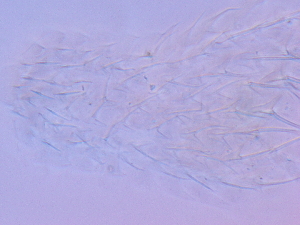  ( - HA_1.9)  @11 [ ] CreativeCommons  Attribution Non-Commercial (2016) Malgorzata Kolicka Department of Animal Taxonomy and Ecology Adam Mickiewicz University Poznan