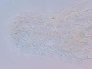  ( - HA_1.9)  @11 [ ] CreativeCommons  Attribution Non-Commercial (2016) Malgorzata Kolicka Department of Animal Taxonomy and Ecology Adam Mickiewicz University Poznan