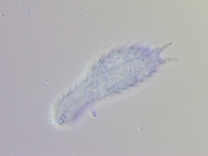  ( - HA_13.16)  @11 [ ] CreativeCommons  Attribution Non-Commercial (2016) Malgorzata Kolicka Department of Animal Taxonomy and Ecology Adam Mickiewicz University Poznan