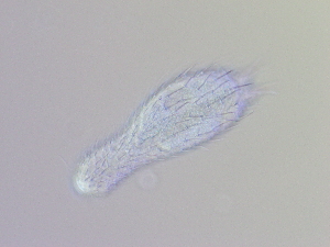 ( - HA_13.16)  @11 [ ] CreativeCommons  Attribution Non-Commercial (2016) Malgorzata Kolicka Department of Animal Taxonomy and Ecology Adam Mickiewicz University Poznan