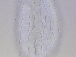  ( - HA_13.16)  @11 [ ] CreativeCommons  Attribution Non-Commercial (2016) Malgorzata Kolicka Department of Animal Taxonomy and Ecology Adam Mickiewicz University Poznan