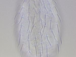  ( - HA_13.16)  @11 [ ] CreativeCommons  Attribution Non-Commercial (2016) Malgorzata Kolicka Department of Animal Taxonomy and Ecology Adam Mickiewicz University Poznan