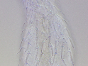  ( - HA_13.16)  @11 [ ] CreativeCommons  Attribution Non-Commercial (2016) Malgorzata Kolicka Department of Animal Taxonomy and Ecology Adam Mickiewicz University Poznan