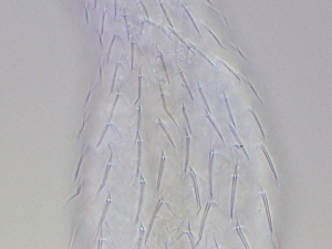  ( - HA_13.16)  @11 [ ] CreativeCommons  Attribution Non-Commercial (2016) Malgorzata Kolicka Department of Animal Taxonomy and Ecology Adam Mickiewicz University Poznan