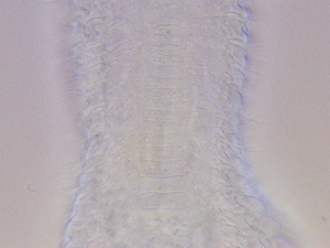  ( - HA_22.15)  @11 [ ] CreativeCommons  Attribution Non-Commercial (2016) Malgorzata Kolicka Department of Animal Taxonomy and Ecology Adam Mickiewicz University Poznan