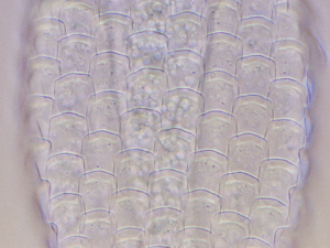  ( - HA_22.15)  @11 [ ] CreativeCommons  Attribution Non-Commercial (2016) Malgorzata Kolicka Department of Animal Taxonomy and Ecology Adam Mickiewicz University Poznan
