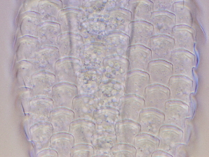  ( - HA_22.15)  @11 [ ] CreativeCommons  Attribution Non-Commercial (2016) Malgorzata Kolicka Department of Animal Taxonomy and Ecology Adam Mickiewicz University Poznan