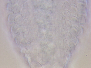  ( - HA_22.15)  @11 [ ] CreativeCommons  Attribution Non-Commercial (2016) Malgorzata Kolicka Department of Animal Taxonomy and Ecology Adam Mickiewicz University Poznan