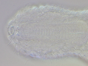  ( - HA_16.8)  @11 [ ] CreativeCommons  Attribution Non-Commercial (2016) Malgorzata Kolicka Department of Animal Taxonomy and Ecology Adam Mickiewicz University Poznan