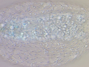  ( - HA_16.11)  @11 [ ] CreativeCommons  Attribution Non-Commercial (2016) Malgorzata Kolicka Department of Animal Taxonomy and Ecology Adam Mickiewicz University Poznan