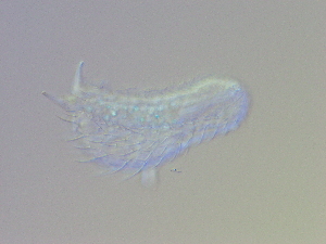  ( - HA_19.9)  @11 [ ] CreativeCommons  Attribution Non-Commercial (2016) Malgorzata Kolicka Department of Animal Taxonomy and Ecology Adam Mickiewicz University Poznan