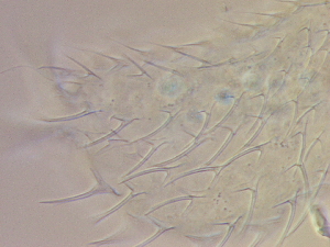  ( - HA_19.9)  @11 [ ] CreativeCommons  Attribution Non-Commercial (2016) Malgorzata Kolicka Department of Animal Taxonomy and Ecology Adam Mickiewicz University Poznan