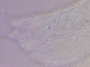  ( - HA_19.9)  @11 [ ] CreativeCommons  Attribution Non-Commercial (2016) Malgorzata Kolicka Department of Animal Taxonomy and Ecology Adam Mickiewicz University Poznan