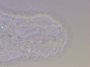 ( - HA_19.9)  @11 [ ] CreativeCommons  Attribution Non-Commercial (2016) Malgorzata Kolicka Department of Animal Taxonomy and Ecology Adam Mickiewicz University Poznan