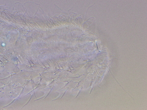  ( - HA_19.9)  @11 [ ] CreativeCommons  Attribution Non-Commercial (2016) Malgorzata Kolicka Department of Animal Taxonomy and Ecology Adam Mickiewicz University Poznan