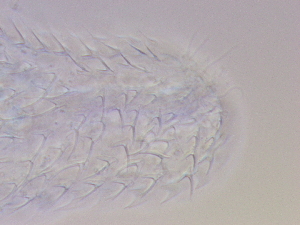  ( - HA_19.9)  @11 [ ] CreativeCommons  Attribution Non-Commercial (2016) Malgorzata Kolicka Department of Animal Taxonomy and Ecology Adam Mickiewicz University Poznan