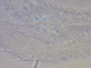  ( - HA_19.9)  @11 [ ] CreativeCommons  Attribution Non-Commercial (2016) Malgorzata Kolicka Department of Animal Taxonomy and Ecology Adam Mickiewicz University Poznan
