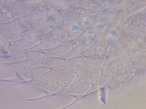  ( - HA_19.9)  @11 [ ] CreativeCommons  Attribution Non-Commercial (2016) Malgorzata Kolicka Department of Animal Taxonomy and Ecology Adam Mickiewicz University Poznan