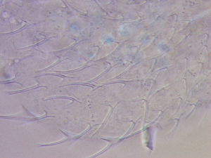  ( - HA_19.9)  @11 [ ] CreativeCommons  Attribution Non-Commercial (2016) Malgorzata Kolicka Department of Animal Taxonomy and Ecology Adam Mickiewicz University Poznan