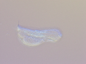  ( - HA_19.12)  @11 [ ] CreativeCommons  Attribution Non-Commercial (2016) Malgorzata Kolicka Department of Animal Taxonomy and Ecology Adam Mickiewicz University Poznan
