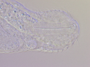  ( - HA_19.12)  @11 [ ] CreativeCommons  Attribution Non-Commercial (2016) Malgorzata Kolicka Department of Animal Taxonomy and Ecology Adam Mickiewicz University Poznan