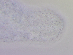  ( - HA_19.12)  @11 [ ] CreativeCommons  Attribution Non-Commercial (2017) Malgorzata Kolicka Department of Animal Taxonomy and Ecology Adam Mickiewicz University Poznan