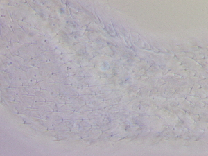  ( - HA_19.12)  @11 [ ] CreativeCommons  Attribution Non-Commercial (2016) Malgorzata Kolicka Department of Animal Taxonomy and Ecology Adam Mickiewicz University Poznan