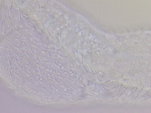  ( - HA_19.12)  @11 [ ] CreativeCommons  Attribution Non-Commercial (2016) Malgorzata Kolicka Department of Animal Taxonomy and Ecology Adam Mickiewicz University Poznan