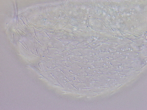  ( - HA_19.12)  @11 [ ] CreativeCommons  Attribution Non-Commercial (2016) Malgorzata Kolicka Department of Animal Taxonomy and Ecology Adam Mickiewicz University Poznan