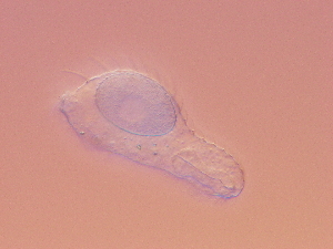  ( - HA_17.2)  @11 [ ] CreativeCommons  Attribution Non-Commercial (2016) Malgorzata Kolicka Department of Animal Taxonomy and Ecology Adam Mickiewicz University Poznan