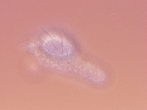 ( - HA_17.2)  @11 [ ] CreativeCommons  Attribution Non-Commercial (2016) Malgorzata Kolicka Department of Animal Taxonomy and Ecology Adam Mickiewicz University Poznan