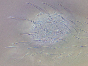  ( - HA_17.2)  @11 [ ] CreativeCommons  Attribution Non-Commercial (2016) Malgorzata Kolicka Department of Animal Taxonomy and Ecology Adam Mickiewicz University Poznan