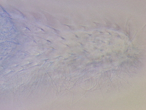  ( - HA_17.2)  @11 [ ] CreativeCommons  Attribution Non-Commercial (2017) Malgorzata Kolicka Department of Animal Taxonomy and Ecology Adam Mickiewicz University Poznan