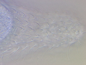  ( - HA_17.2)  @11 [ ] CreativeCommons  Attribution Non-Commercial (2016) Malgorzata Kolicka Department of Animal Taxonomy and Ecology Adam Mickiewicz University Poznan