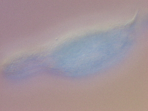  ( - HA_22.38)  @11 [ ] CreativeCommons  Attribution Non-Commercial (2016) Malgorzata Kolicka Department of Animal Taxonomy and Ecology Adam Mickiewicz University Poznan