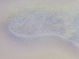  ( - HA_22.38)  @11 [ ] CreativeCommons  Attribution Non-Commercial (2016) Malgorzata Kolicka Department of Animal Taxonomy and Ecology Adam Mickiewicz University Poznan