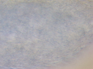  ( - HA_22.38)  @11 [ ] CreativeCommons  Attribution Non-Commercial (2016) Malgorzata Kolicka Department of Animal Taxonomy and Ecology Adam Mickiewicz University Poznan